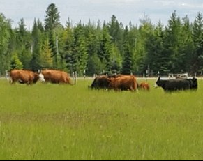 The mixed herd — red and black cattle grazing tall green pasture with evergreens behind